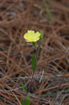 Carolina frostweed